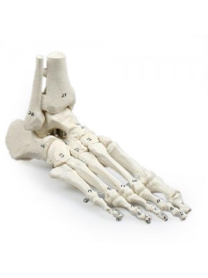 Knoglefod / fodskelet med tibia og fibula, fleksibel og nummerede knogler